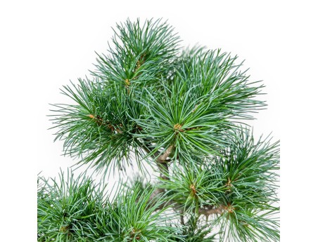 Bonsaï de Pinus pentaphylla %separator% %category%