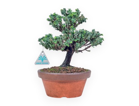 Bonsai van Chamaecyparis sekka inoki %separator% %category%