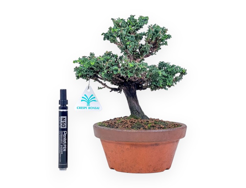 Chamaecyparis sekka inoki bonsai %separator% %category%