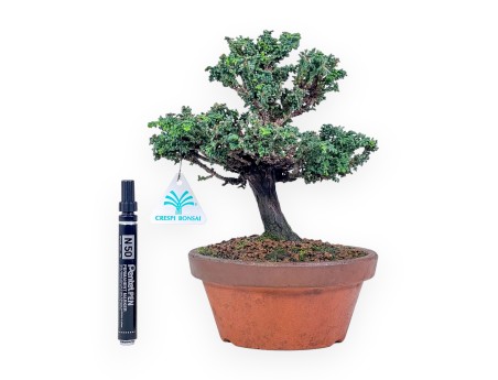 Chamaecyparis sekka inoki bonsai %separator% %category%