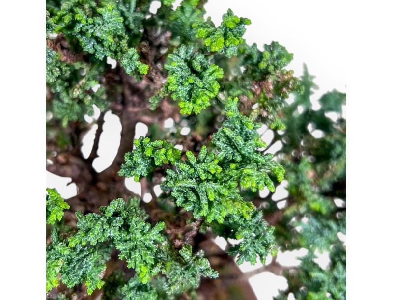 Chamaecyparis sekka inoki bonsai %separator% %category%