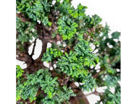 Bonsai van Chamaecyparis sekka inoki %separator% %category%