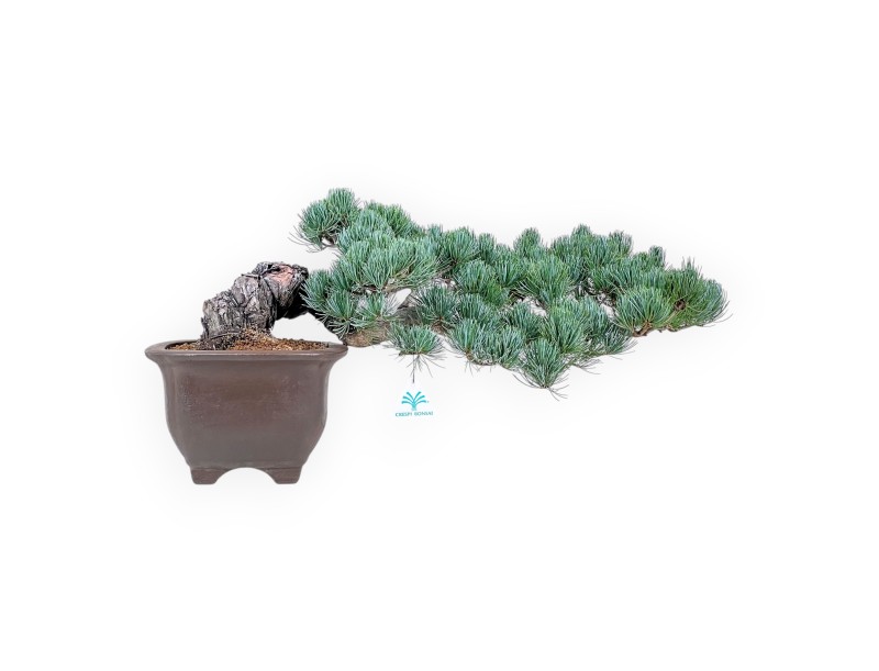Pinus pentaphylla-Bonsai %separator% %category%