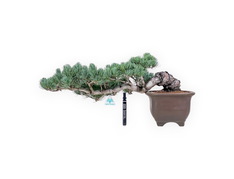 Pinus pentaphylla bonsai %separator% %category%