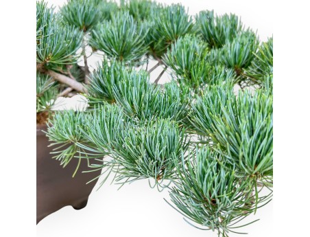 Pinus pentaphylla bonsai %separator% %category%