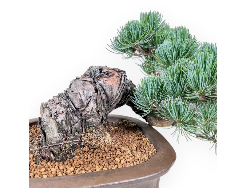 Pinus pentaphylla-Bonsai %separator% %category%