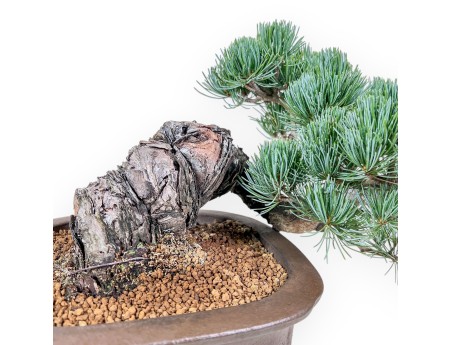 Pinus pentaphylla-bonsai %separator% %category%