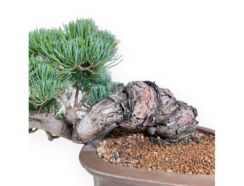Pinus pentaphylla bonsai %separator% %category%