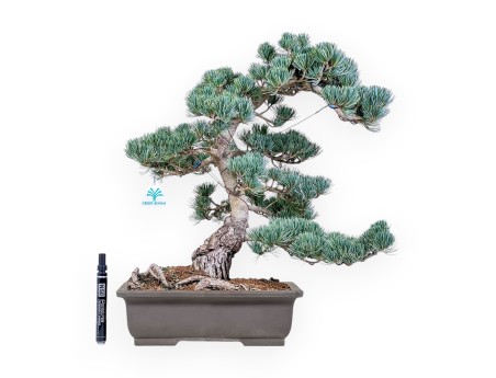 Pinus pentaphylla-bonsai %separator% %category%