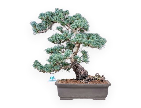 Pinus pentaphylla-bonsai %separator% %category%