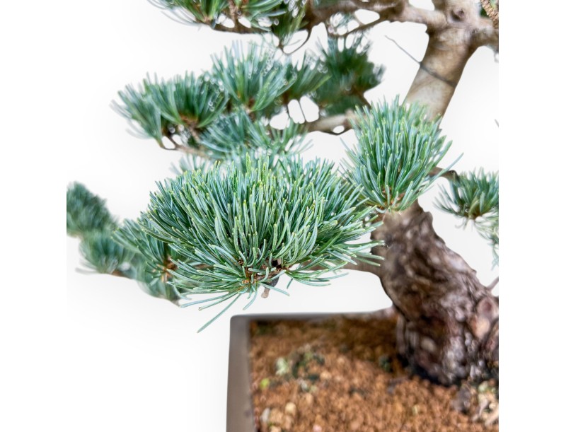 Bonsaï de Pinus pentaphylla %separator% %category%