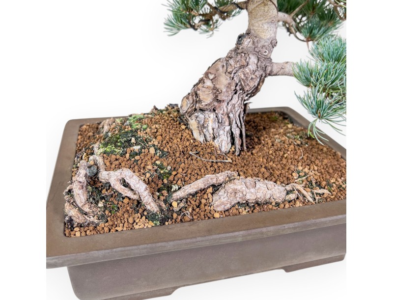 Pinus pentaphylla-bonsai %separator% %category%