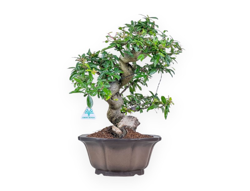 Bonsái de Punica granatum %separator% %category%