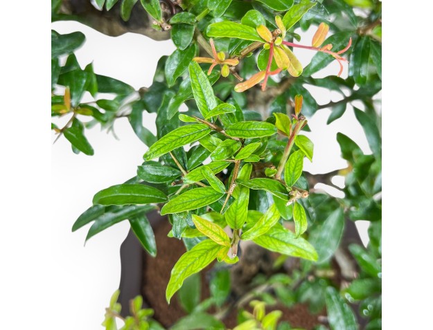 Bonsái de Punica granatum %separator% %category% 2