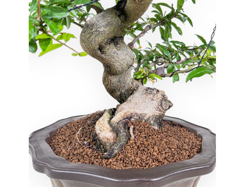 Bonsái de Punica granatum %separator% %category%
