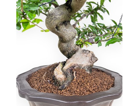 Bonsái de Punica granatum %separator% %category%
