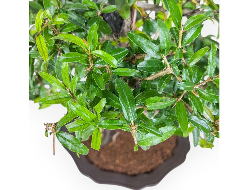 Bonsái de Punica granatum %separator% %category%