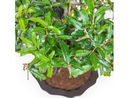 Bonsái de Punica granatum %separator% %category%