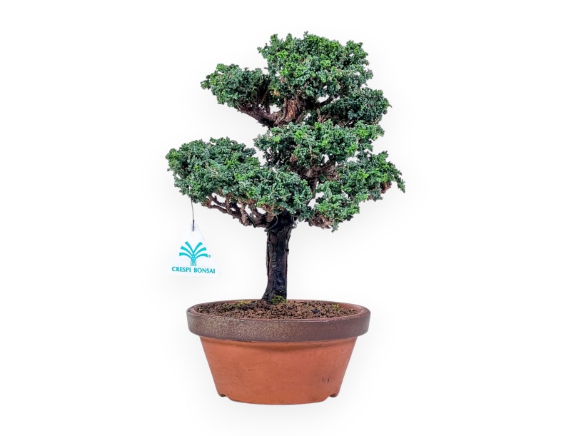 Chamaecyparis sekka inoki bonsai %separator% %category%