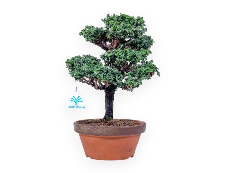 Chamaecyparis sekka inoki bonsai %separator% %category%