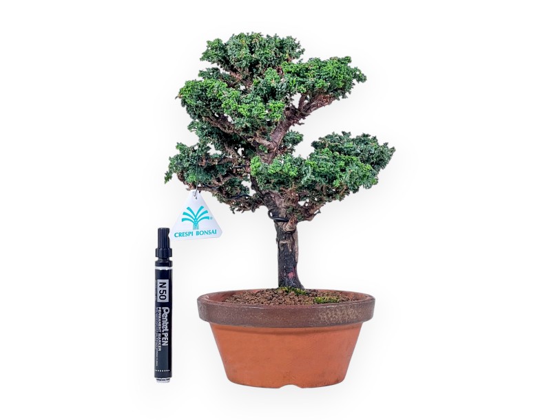 Chamaecyparis sekka inoki bonsai %separator% %category%