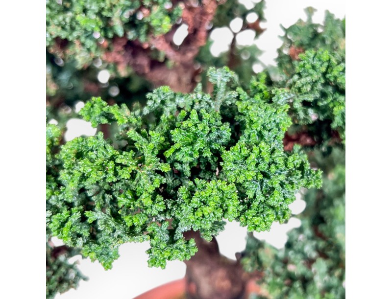 Bonsai van Chamaecyparis sekka inoki %separator% %category%