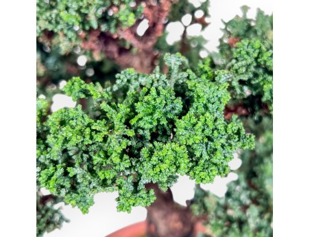 Bonsaï de Chamaecyparis sekka inoki %separator% %category%