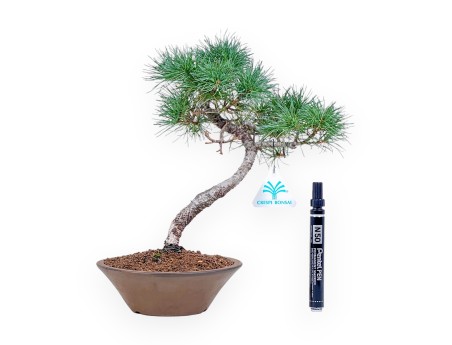 Bonsai di Pinus Pentaphylla %separator% %category%