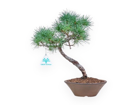 Bonsai di Pinus Pentaphylla %separator% %category%