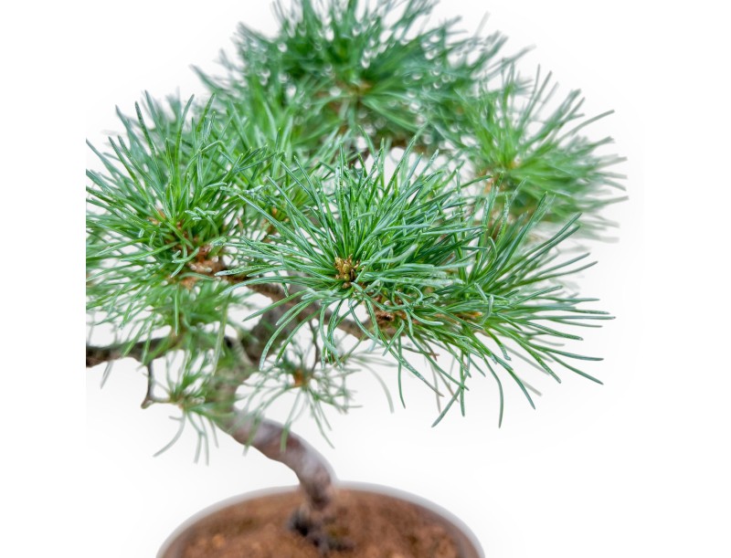 Bonsai di Pinus Pentaphylla %separator% %category%