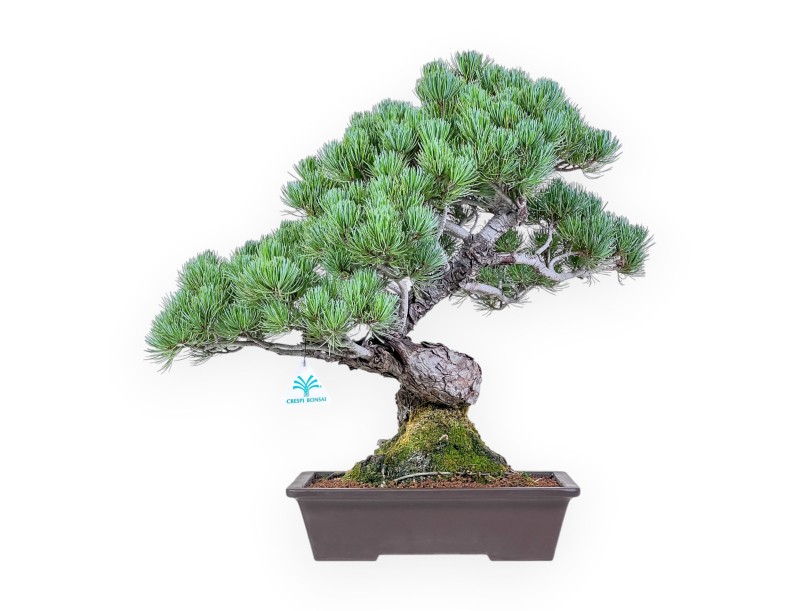 Bonsái de Pinus pentaphylla %separator% %category%