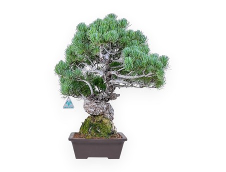 Bonsái de Pinus pentaphylla %separator% %category%