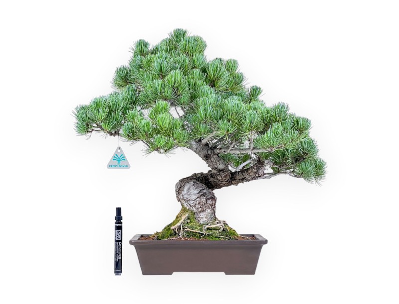 Bonsái de Pinus pentaphylla %separator% %category%