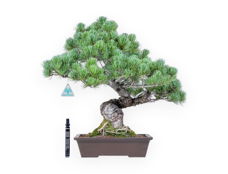 Bonsái de Pinus pentaphylla %separator% %category%