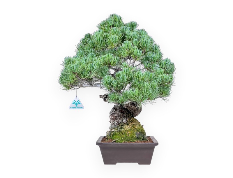 Bonsái de Pinus pentaphylla %separator% %category%
