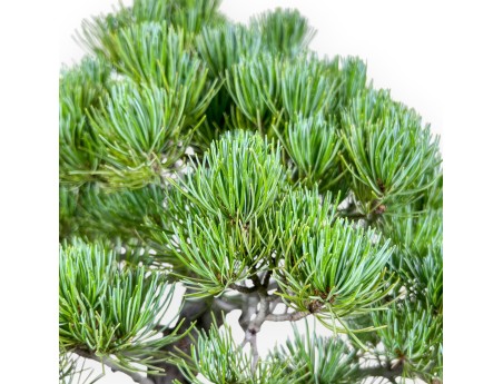 Bonsái de Pinus pentaphylla %separator% %category%