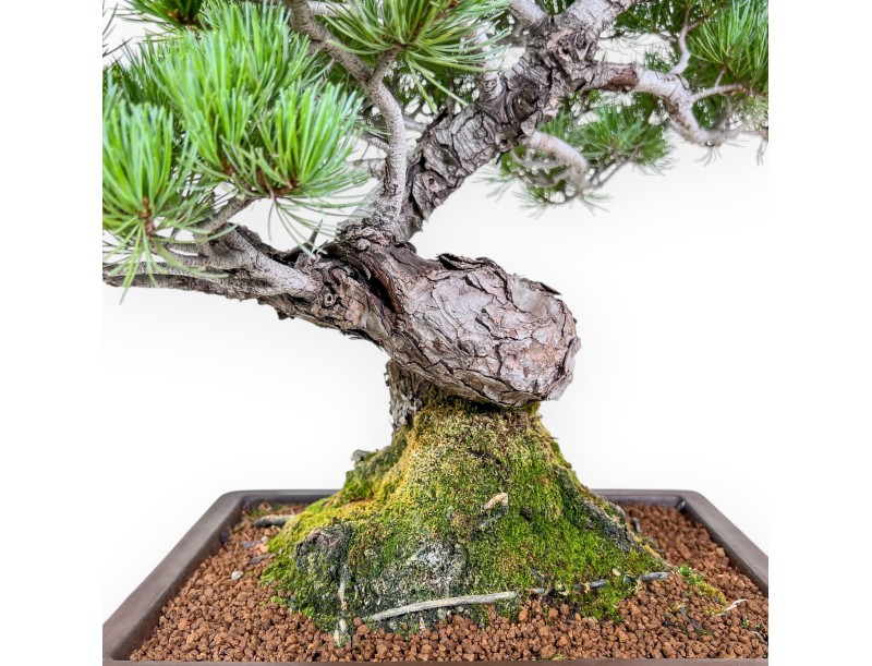 Bonsái de Pinus pentaphylla %separator% %category%