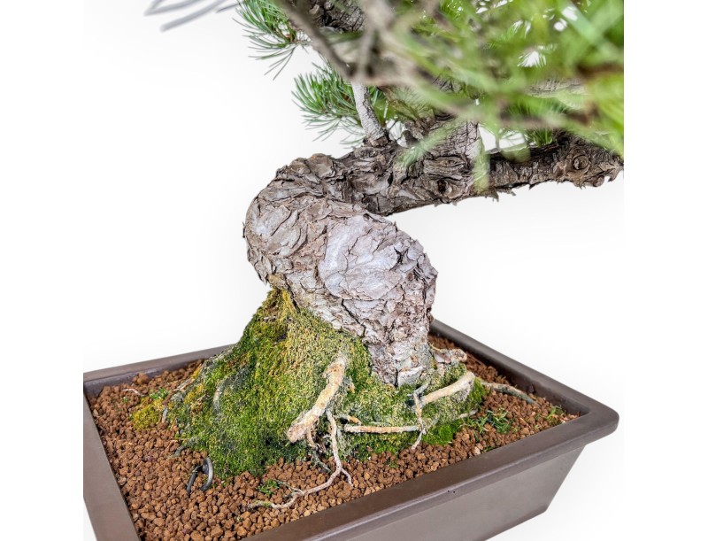 Bonsái de Pinus pentaphylla %separator% %category%