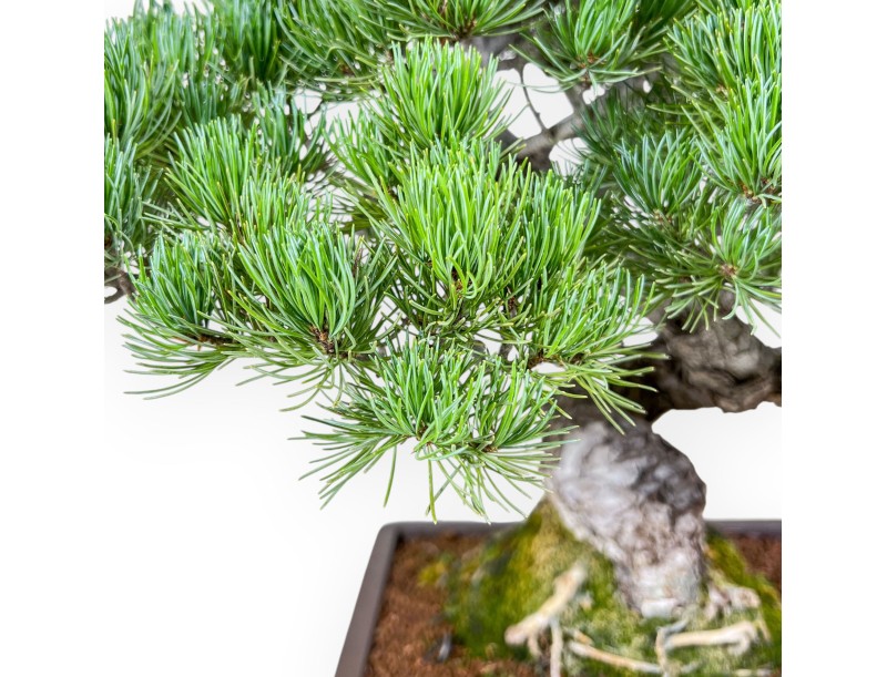 Bonsái de Pinus pentaphylla %separator% %category%