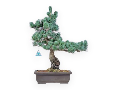 Pinus pentaphylla bonsai %separator% %category%