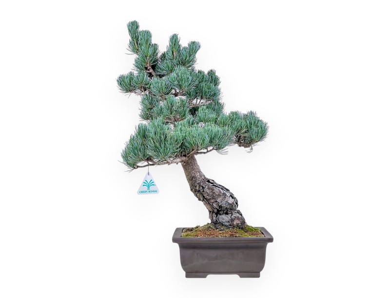 Pinus pentaphylla bonsai %separator% %category%