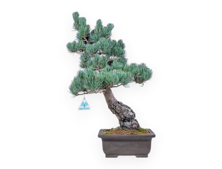 Bonsaï de Pinus pentaphylla %separator% %category%