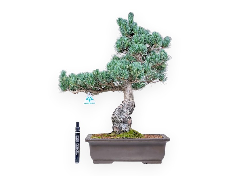 Pinus pentaphylla bonsai %separator% %category%