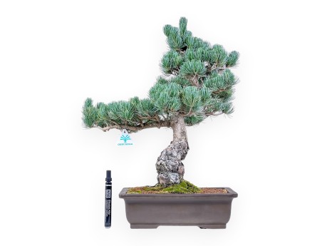 Pinus pentaphylla bonsai %separator% %category%