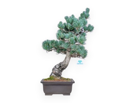 Pinus pentaphylla bonsai %separator% %category%