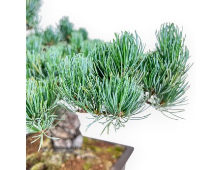 Bonsaï de Pinus pentaphylla %separator% %category%