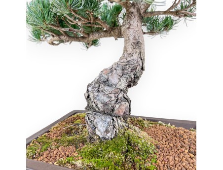 Pinus pentaphylla bonsai %separator% %category%