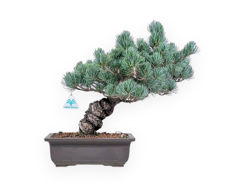 Bonsaï de Pinus pentaphylla %separator% %category%