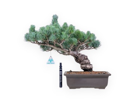 Pinus pentaphylla bonsai %separator% %category%