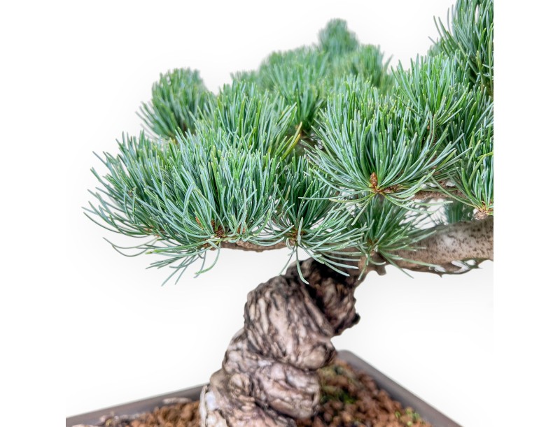 Bonsaï de Pinus pentaphylla %separator% %category%